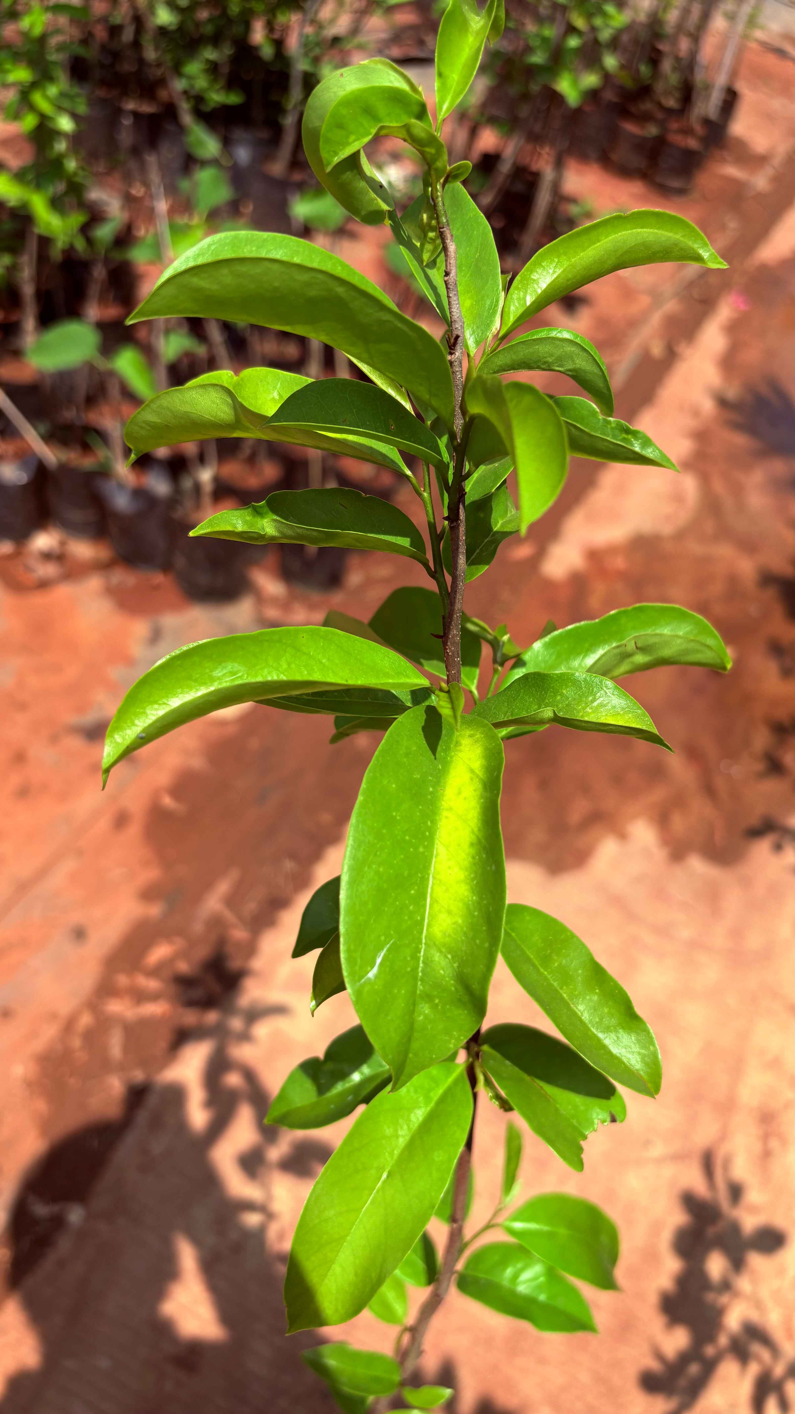 Laxmanphal